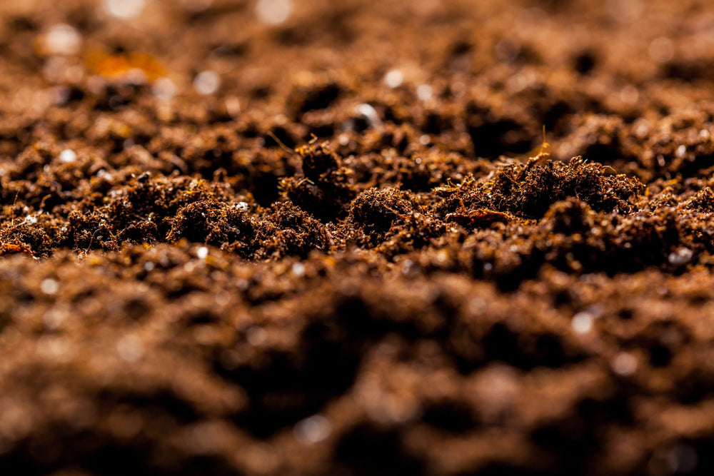 Sourcing Our Superfoods