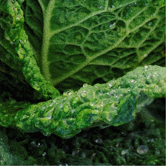 Sourcing Our Superfoods