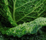 55+ Organic Whole Fruits & Vegetables