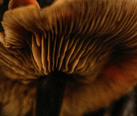 Functional Mushrooms