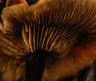 Functional Mushrooms