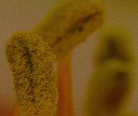 Prebiotics