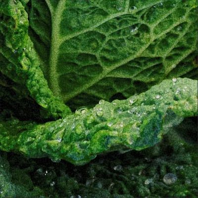 A fresh organic cabbage leaf